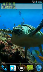 sea turtle. . live wallpaper