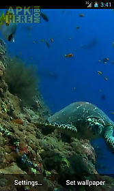 sea turtle. . live wallpaper