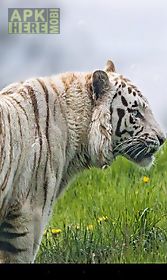 tiger live wallpaper