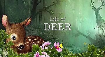 Life of deer
