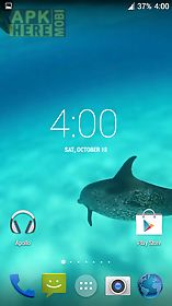 dolphins hd. video wallpaper