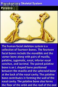 rays anatomy skeletal system