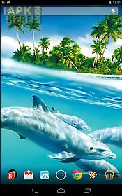 magic touch: dolphins