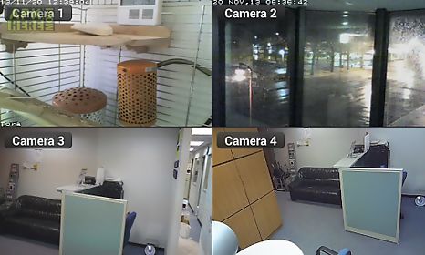 cam viewer for linksys cameras