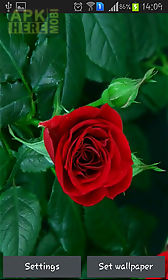 blooming red rose live wallpaper