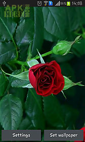blooming red rose live wallpaper