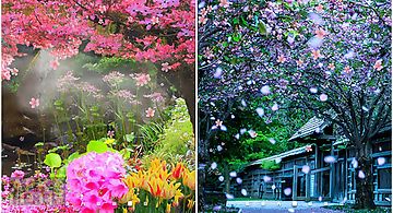 Sakura by orchid Live Wallpaper