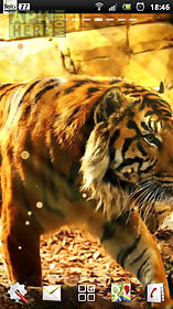 free live tiger wallpaper