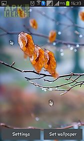 autumn raindrops live wallpaper