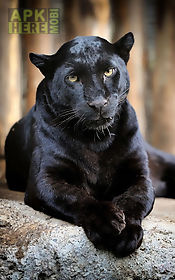 black panther  live wallpaper