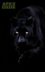 black panther  live wallpaper