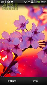 cherry blossom live wallpaper