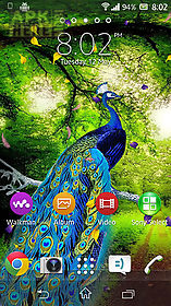 peacock by adsoftech live wallpaper