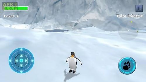 arctic penguin