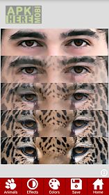 animal faces - face morphing