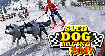 Sled dog racing 2017