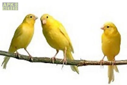 canary