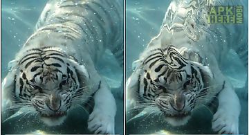 Underwater tiger