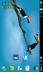 birds  app live wallpaper