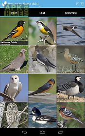 audubon birds of north america