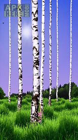birch wood landscape live wallpaper