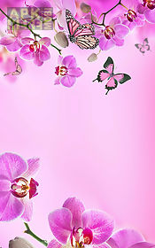 pink flowers  live wallpaper