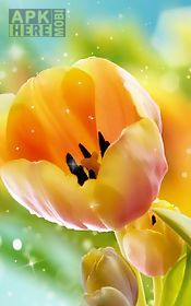 tulips live wallpaper