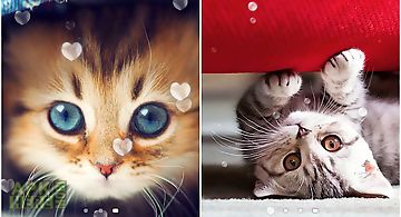Cute cats  Live Wallpaper