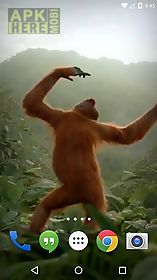 dancing monkey live wallpaper