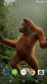 dancing monkey live wallpaper