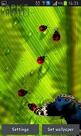 friendly bugs live wallpaper