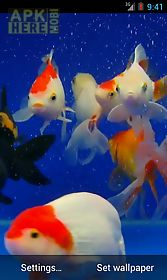 gold fish video  live wallpaper