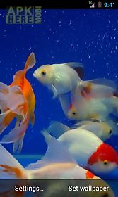 gold fish video  live wallpaper
