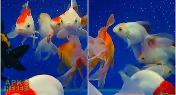 Gold fish video  Live Wallpaper