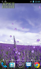 lavender  live wallpaper