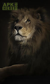 lions  live wallpaper