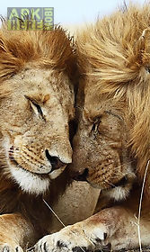 lions  live wallpaper