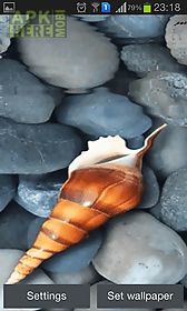 seashell by memory lane live wallpaper