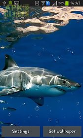 sharks live wallpaper