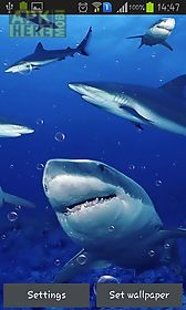 sharks live wallpaper