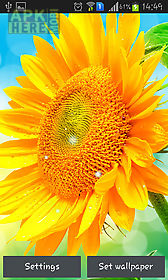 sunflower by creative factory wallpapers live wallpaper