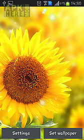 sunflower by creative factory wallpapers live wallpaper