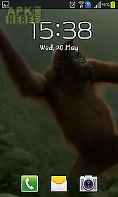 wild dance crazy monkey live wallpaper