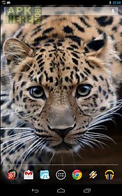 leopard hd