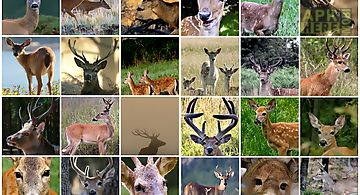 Deer wallpapers