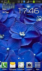 blue flowers live wallpaper