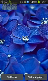blue flowers live wallpaper