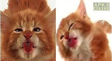 Cat licks Live Wallpaper