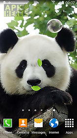 cute panda live wallpaper