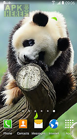 cute panda live wallpaper